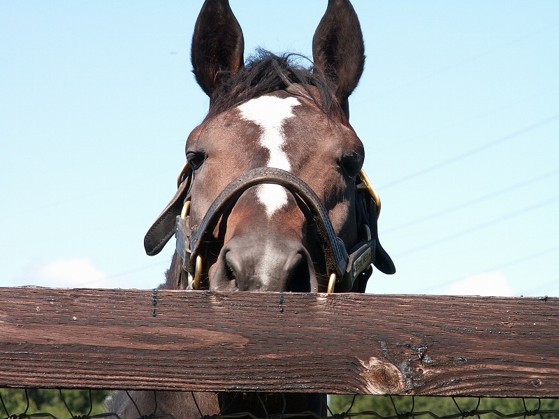 日本競馬史上屈指の名馬スペシャルウィークが死亡 愛しのサラブレッド写真館