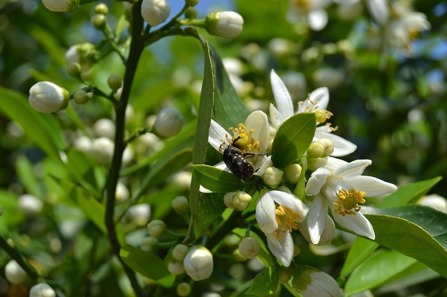 夏みかんの花 勝手に開花を宣言しま す 萩博ブログ
