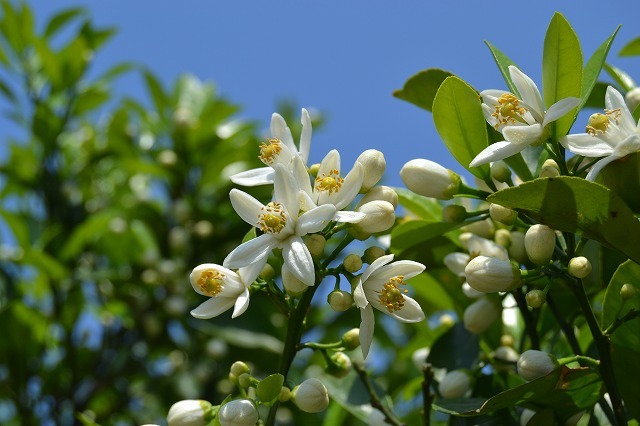 夏みかんの花 勝手に開花を宣言しま す 萩博ブログ