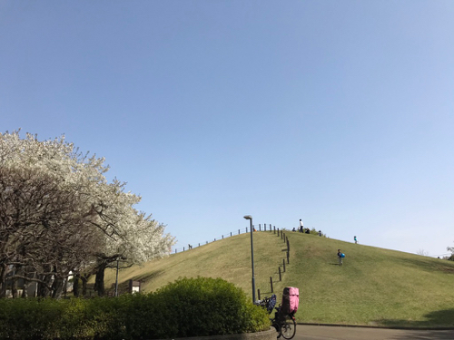 深大寺でお花見したワン、2018_a0218499_16193099.jpg