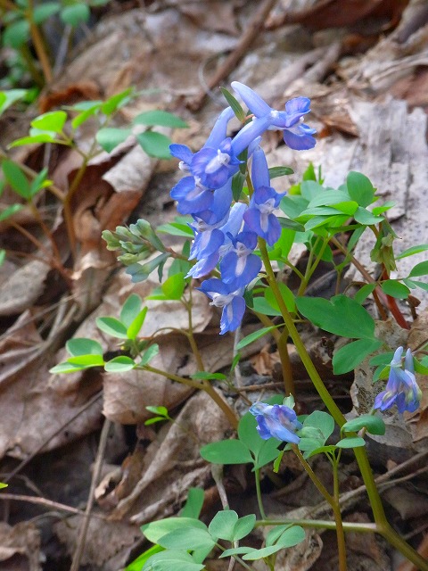 f0157901_1137538.jpg