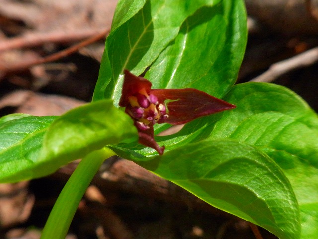 f0157901_11385195.jpg