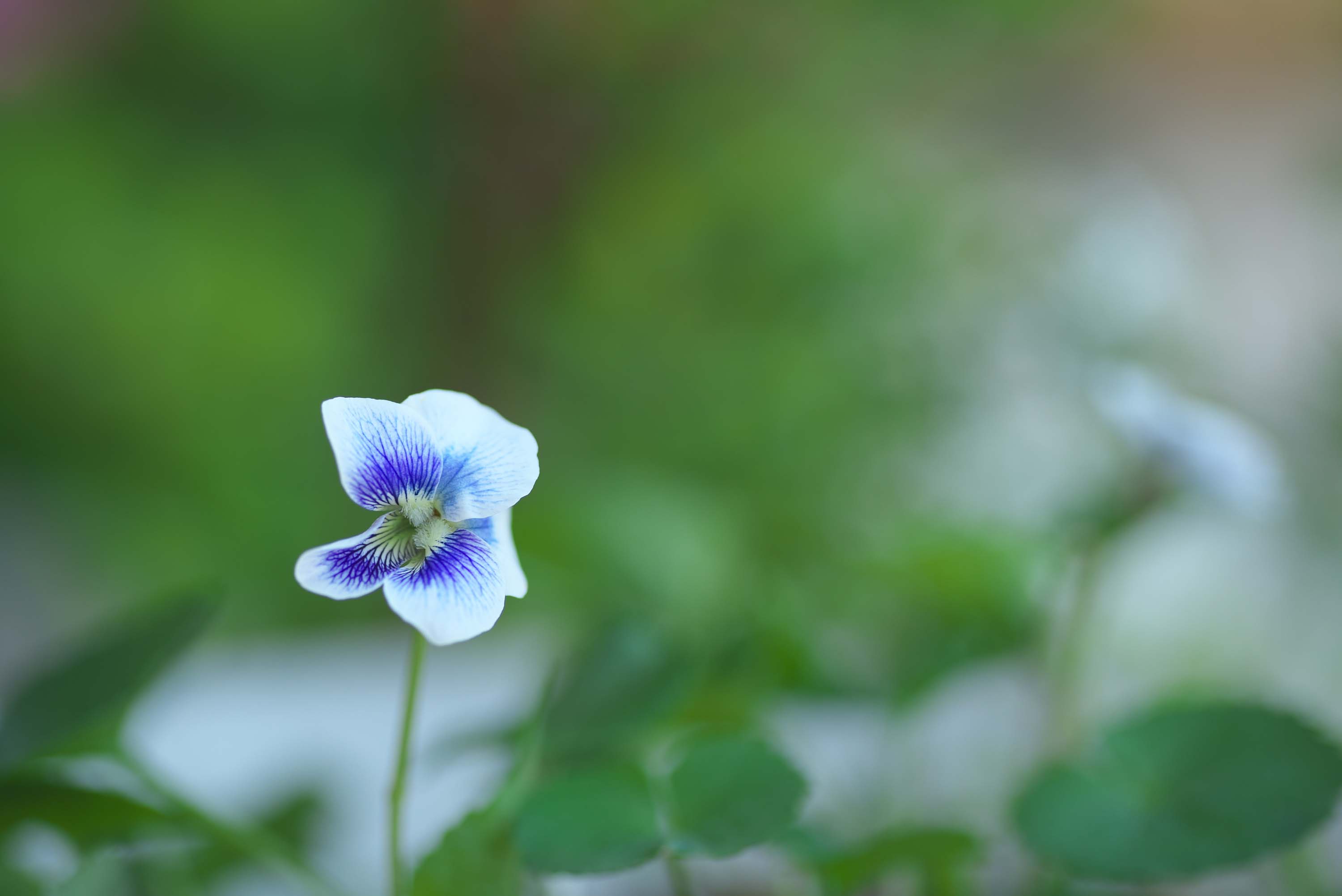 庭に咲いていた「すみれ」の花を撮りました_f0000502_11415054.jpg