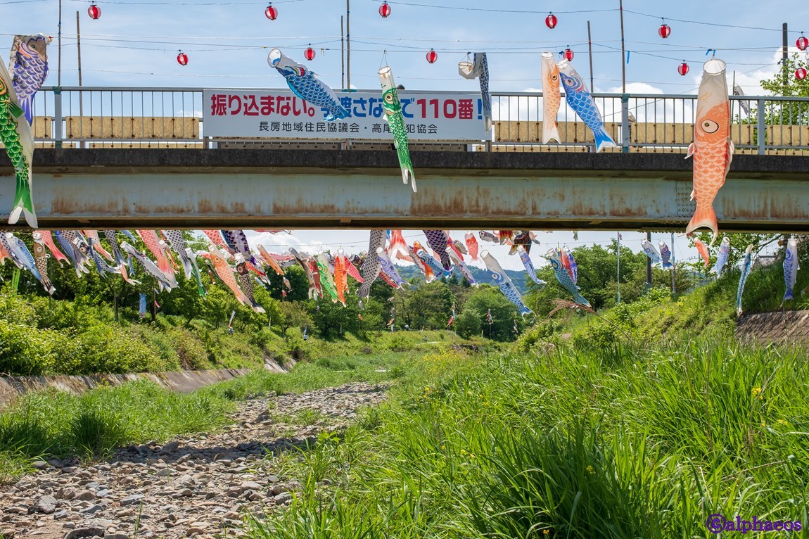 18年4月28日 八王子市南浅川の鯉のぼり Alphaeos Shooting Star 彡