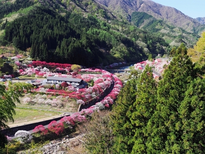 長野県阿智村 花桃の里 18 その2 いわしののんびり遊泳 vol 2 長野県阿智村 花桃の里 18 その2 いわしののんびり遊泳 vol 2