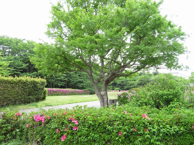 d0065113_20594885.jpg