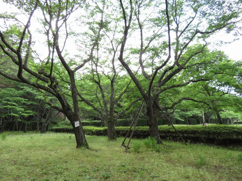 d0065113_21122535.jpg