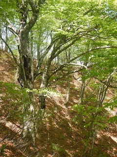 c0359615_10060696.jpg