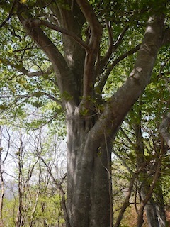 c0359615_10081220.jpg