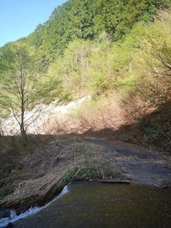 新緑のブナを求めて…おいわ山から長尾_c0359615_10110102.jpg