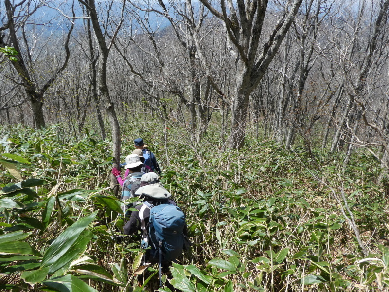 みのハイク山行　桑崎山 (1,728.0M)  中腹まで登る_d0170615_23130750.jpg