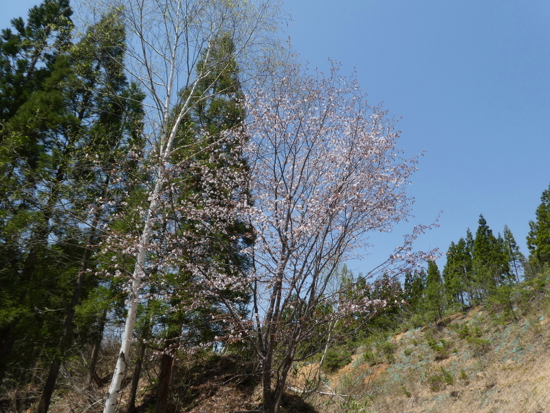 みのハイク山行　桑崎山 (1,728.0M)  中腹まで登る_d0170615_23140462.jpg