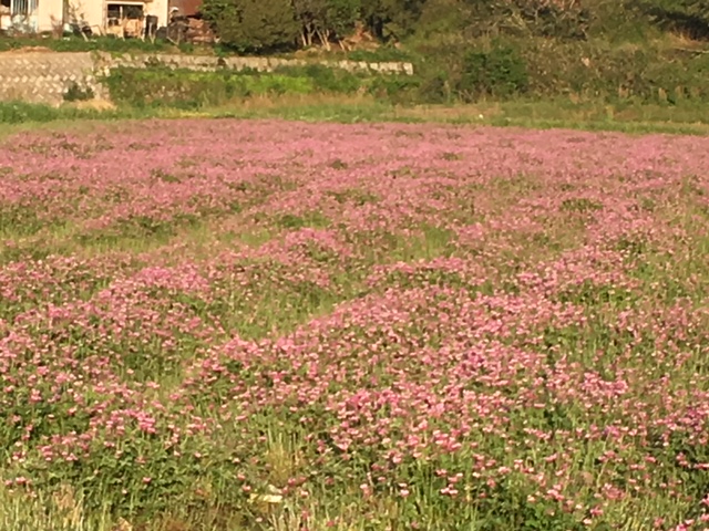 日本原の花_e0246120_1029298.jpg