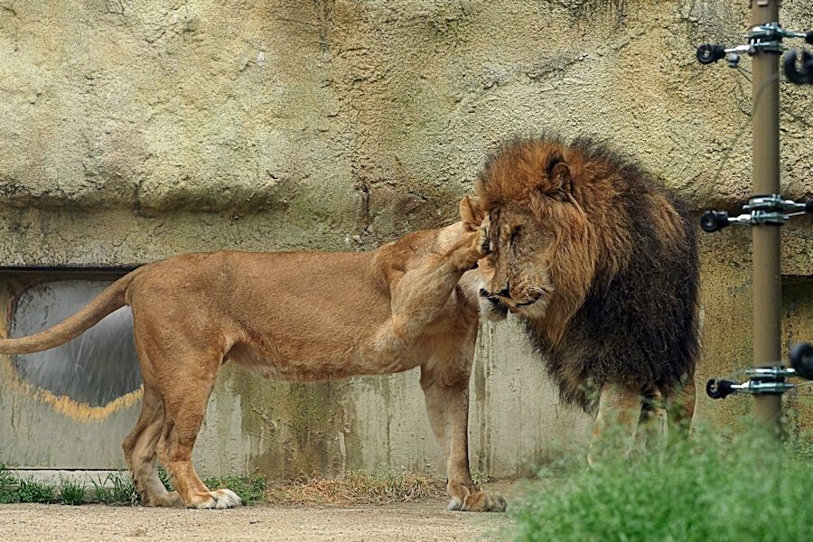 すべての動物画像 ユニークライオン トラ 強さ