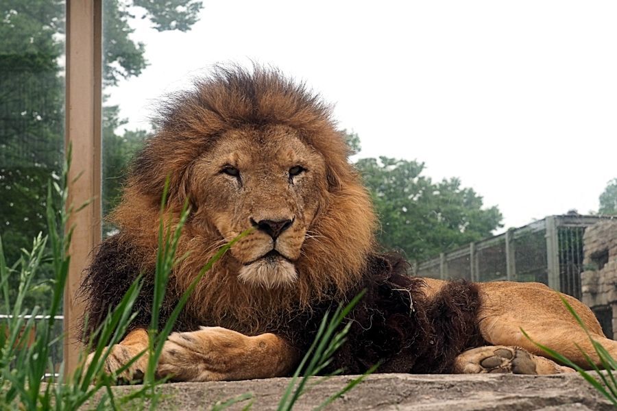 強いメスライオン 動物園放浪記