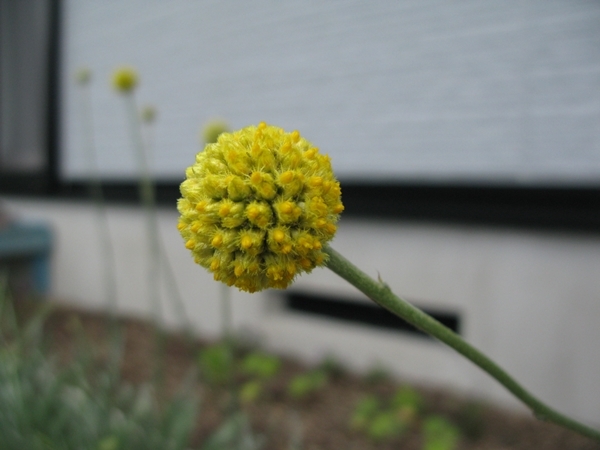 花の変化って面白い!_f0129726_20085011.jpg