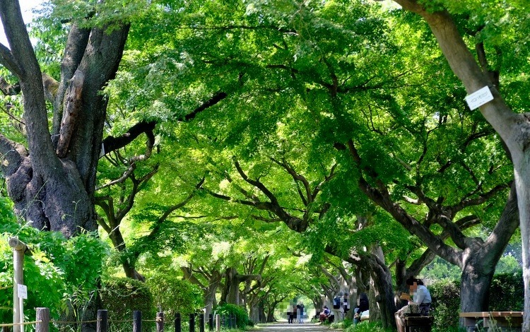 白山 小石川植物園 東京大学大学院理学系研究科附属植物園 じぶん日記 白山 小石川植物園 東京大学大学院理学系研究科附属植物園 じぶん日記