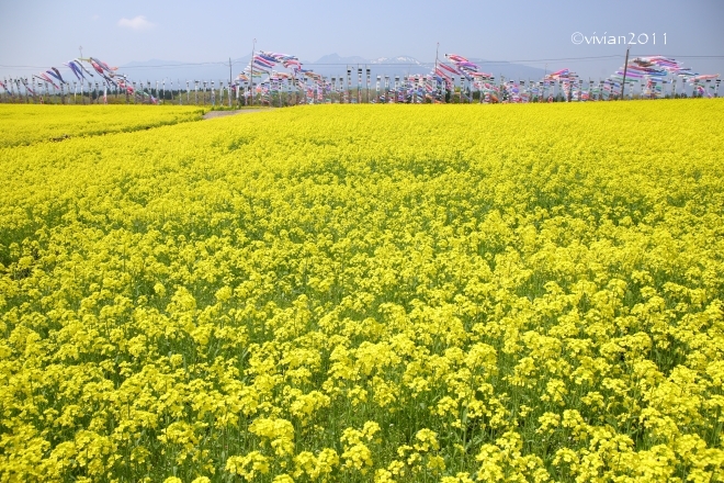 那須 圧巻の菜の花畑 ~那須ハートフルファーム~_e0227942_22495585.jpg