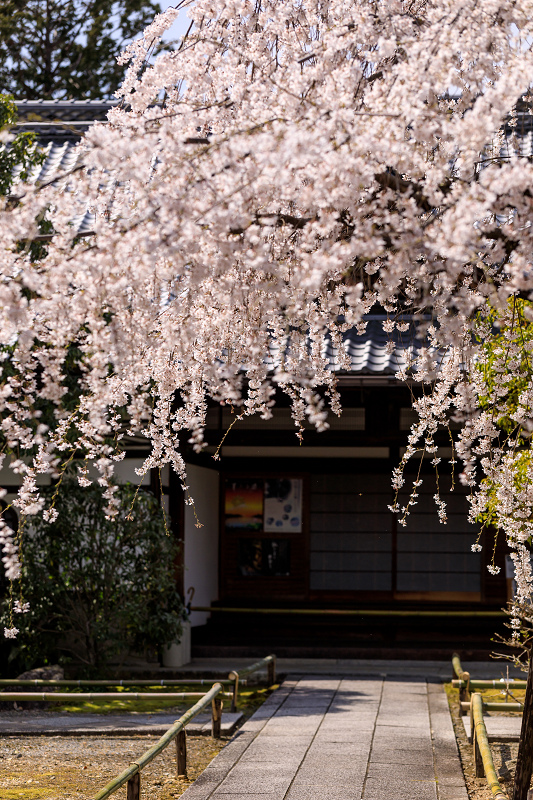 桜咲く京都2018　上品蓮台寺のしだれ桜_f0155048_21341468.jpg