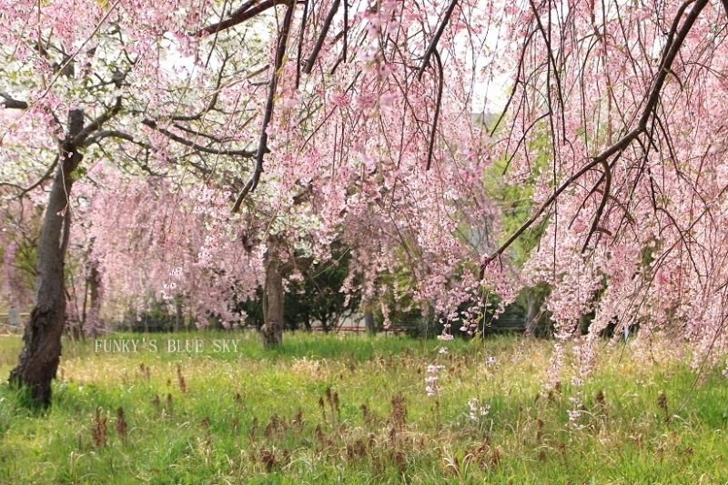 c0145250_15320623.jpg