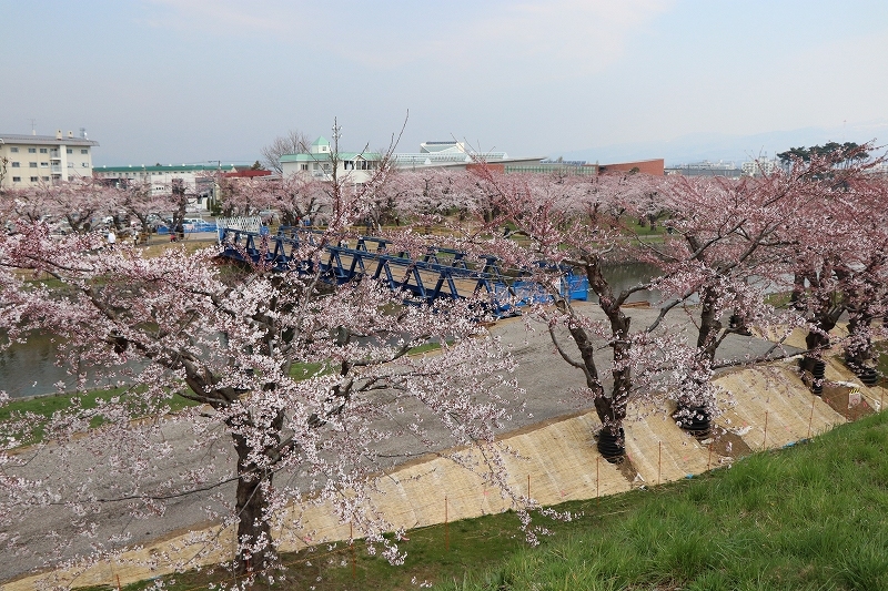 4月28日　五稜郭公園の花見ウォーク　５_b0250154_20101725.jpg