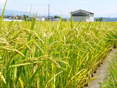 無農薬栽培のひのひかり100％使用の『米粉』大好評販売中！_a0254656_17312143.jpg