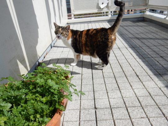 ’18,4,29(日)あともう一歩!_f0060461_09170168.jpg