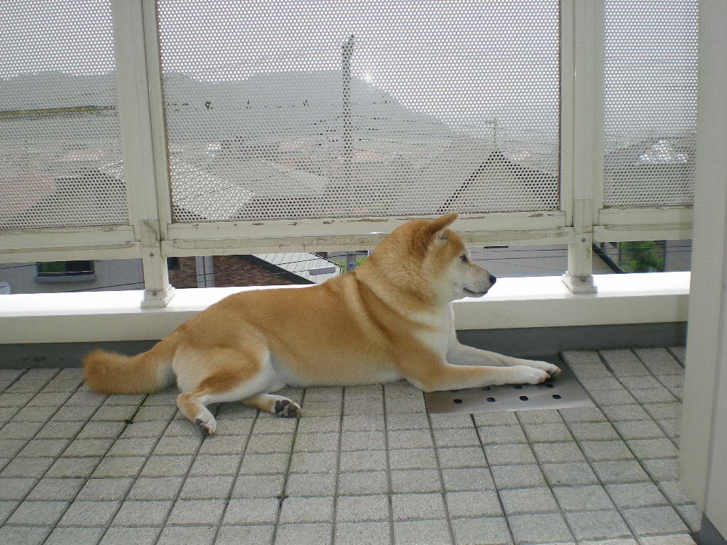 ’18,4,29(日)あともう一歩!_f0060461_09185169.jpg