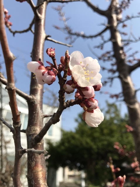 d0320463_15255271.jpeg