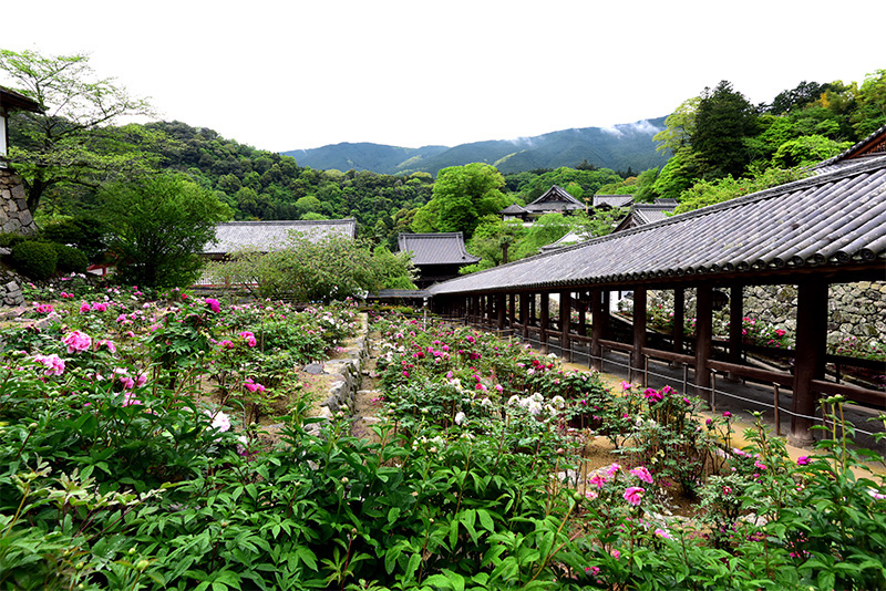 長谷寺 牡丹 ちょっとそこまで