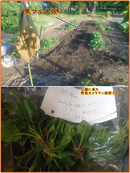 人参の間引き 黒マルチと白マルチの効果は 小次郎じじ物語 人参の間引き 黒マルチと白マルチの効果は 小次郎じじ物語
