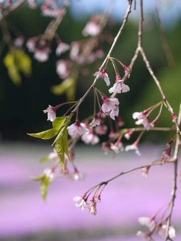 芝桜園　花のじゅうたんへお出かけ～♪_e0364975_16591990.jpg