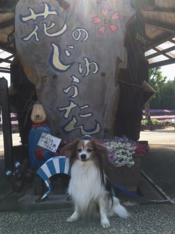 芝桜園　花のじゅうたんへお出かけ～♪_e0364975_17013765.jpg