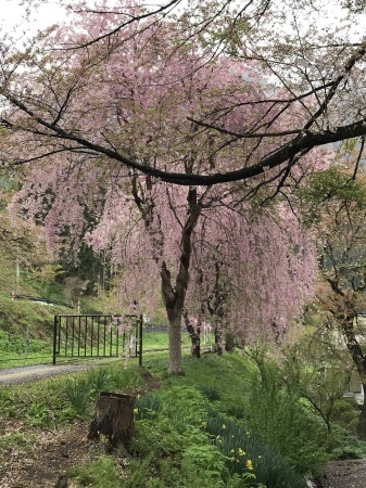 行くぜ　東北！　桜の旅　そのよん_b0193480_16043753.jpg