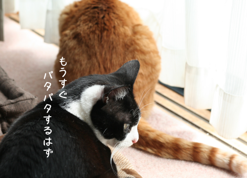 a0216583_20232237.png