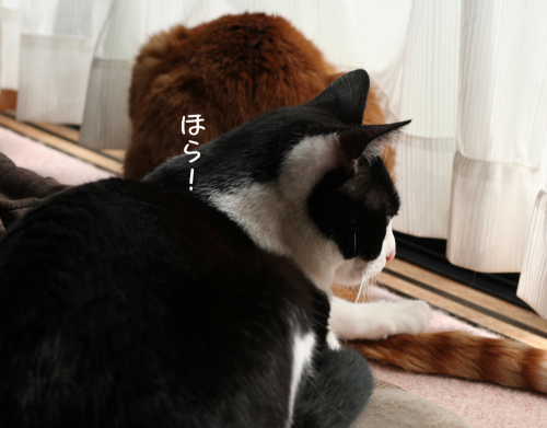 a0216583_20232570.png