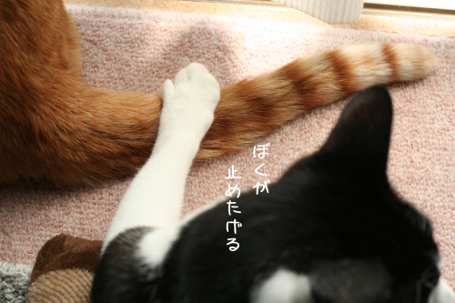 a0216583_20232836.png