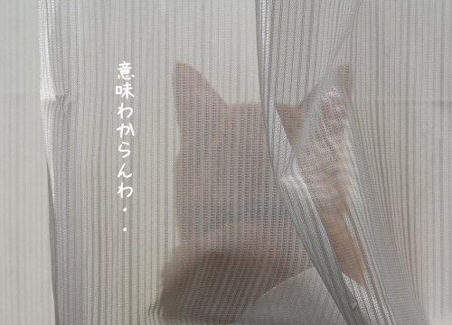 a0216583_20234161.png