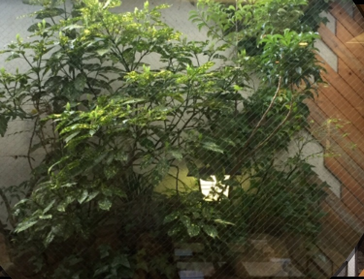 苔庭プロジェクト Grasの花屋日記