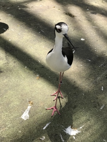 c0340786_15591348.jpeg
