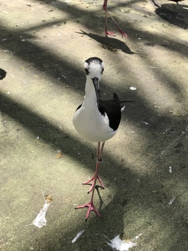 c0340786_15593846.jpeg