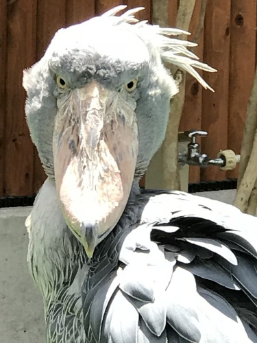 c0340786_16393306.jpeg