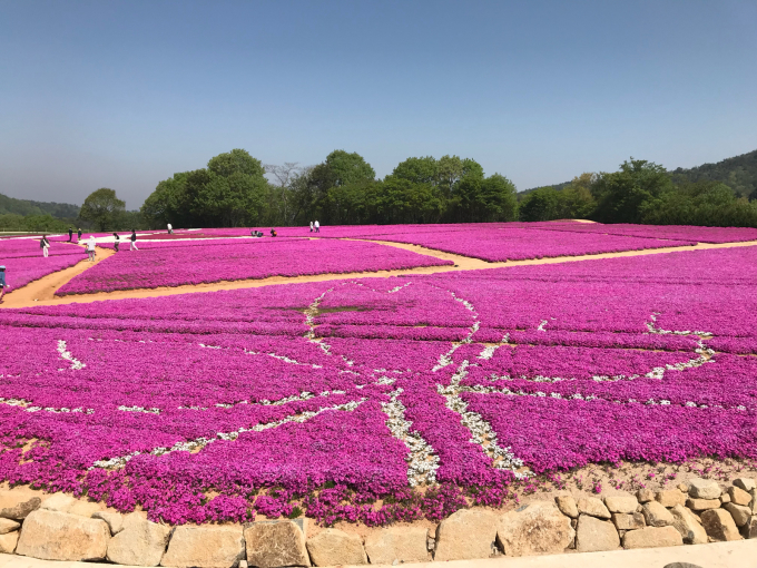 世羅のお花畑めぐり_c0139090_15484449.jpg