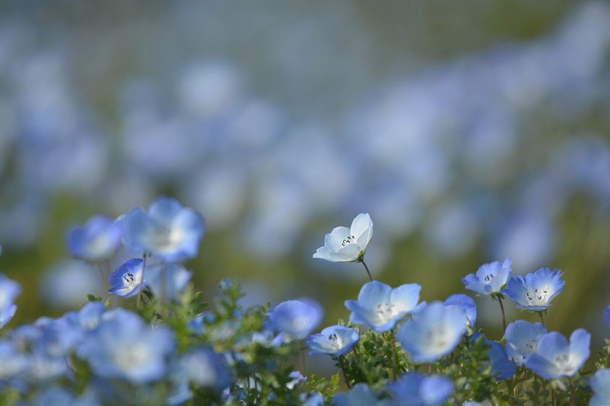 四月の花_e0353790_21094316.jpg