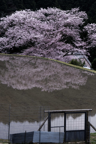 諸木野　Befotre-After ～稲のある時、無い時 - katsuのヘタッピ風景