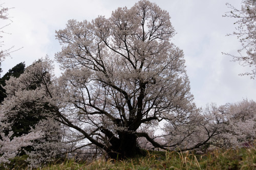 上手く撮れない千年桜　～仏隆寺 - katsuのヘタッピ風景