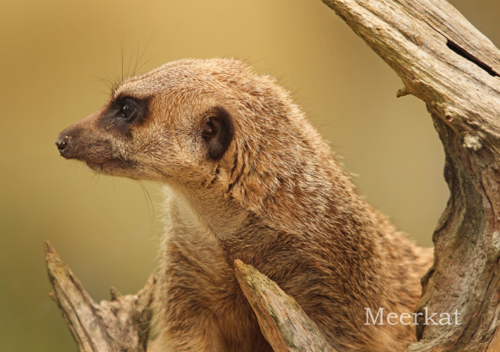 ミーアキャット：Meerkat_b0249597_06263165.jpg