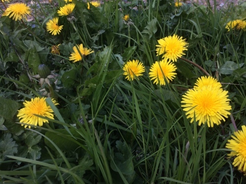 b0110999_20381064.jpeg