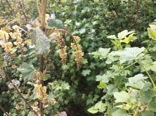 b0110999_20482256.jpeg