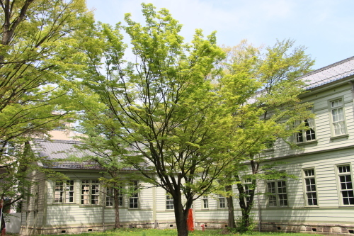 重文本館の朝景色、４月 ３０日　薄曇り_c0075701_11455038.jpg